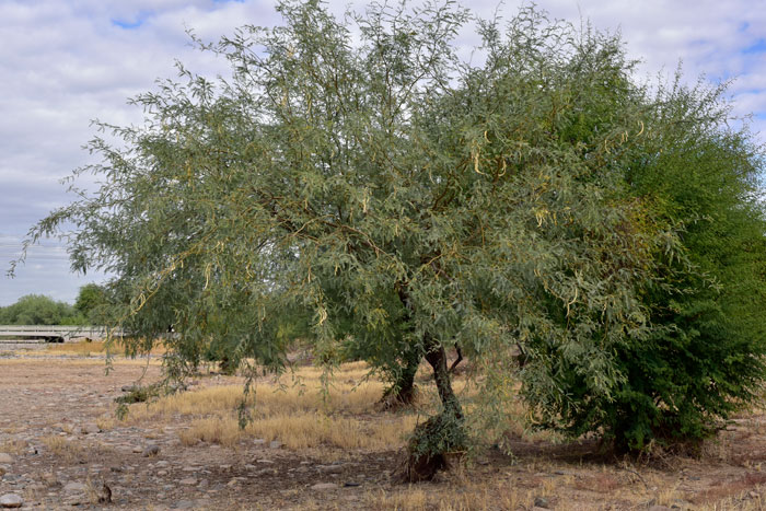 Velvet Mesquite is a small to medium sized tree with an irregular spreading crown, sometimes a multi trunked shrub; the bark is dark brown or reddish-brown, shaggy, thick, rough. Prosopis velutina